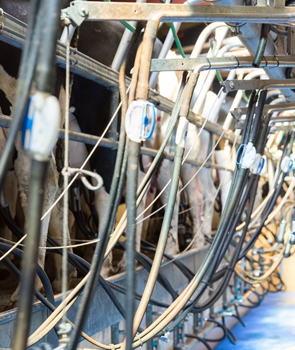 Line of cows being milked in a parlour